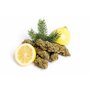 CBD_kvety_cannatonic_citron_borovice.jpeg