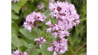 oregano_origanum_vulgare_seeds.jpg