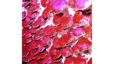 ganoderma.jpg